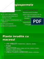 Maciesii - PPT 111