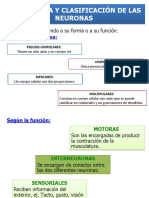 morfologia y clasificacion de neuro