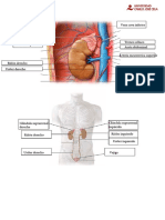 Práctica 4 Láminas Riñon y Sistema Masculino PDF