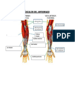 Musculos de Antebrazo y Muñeca PDF