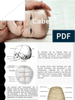 Cabeza Fetal