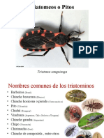 Clases Plagas Insectos 2 Parte