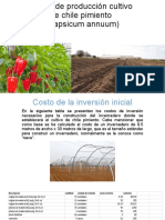 Costo de Producción Cultivo de Chile Pimiento
