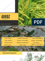 Arroz PDF