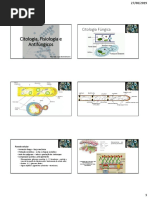 5- Citologia, Fisiologia e Antifúngicos