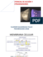 Sinapsis-potencial-acción-Neurotransmisores-psicobiología-Evaluación
