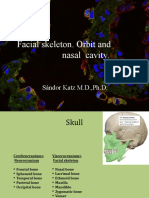 Facial Skeleton. Orbit and Nasal Cavity.: Sándor Katz M.D.,PH.D