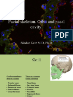 Normal Oral Anatomical Structures