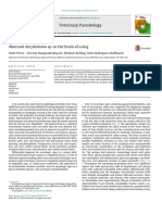 Veterinary Parasitology: Amie Perry, Sriveny Dangoudoubiyam, Melanie Bolling, Aline Rodrigues-Hoffmann