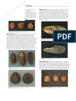 Araceae Family and Genus Descriptions