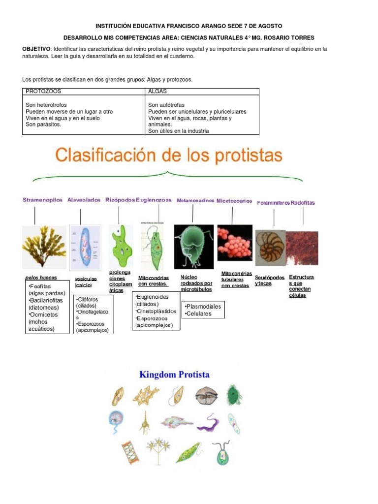 Reino Protista y Vegetal | PDF | Plantas | Algas
