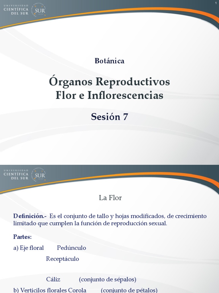 Estructura y Tipos de Flores | PDF | Flores | Reproducción