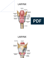 Anatomy of Larynx, Pharynx, Nasal Cavity Cervical Spine