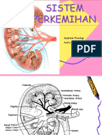 Anfis Sistem Perkemihan-1