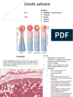 Glande salivare