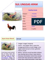 1-Asal Usul Unggas Ayam