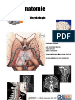 15106935-Neuroanatomie-Morphologie