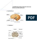 neurofisiologia (1) (1)