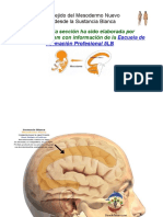 Órganos Con Tejido Del Mesodermo Nuevo Importante