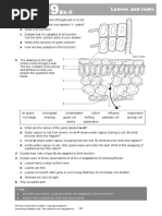 9Bb-6 Leaves and Roots