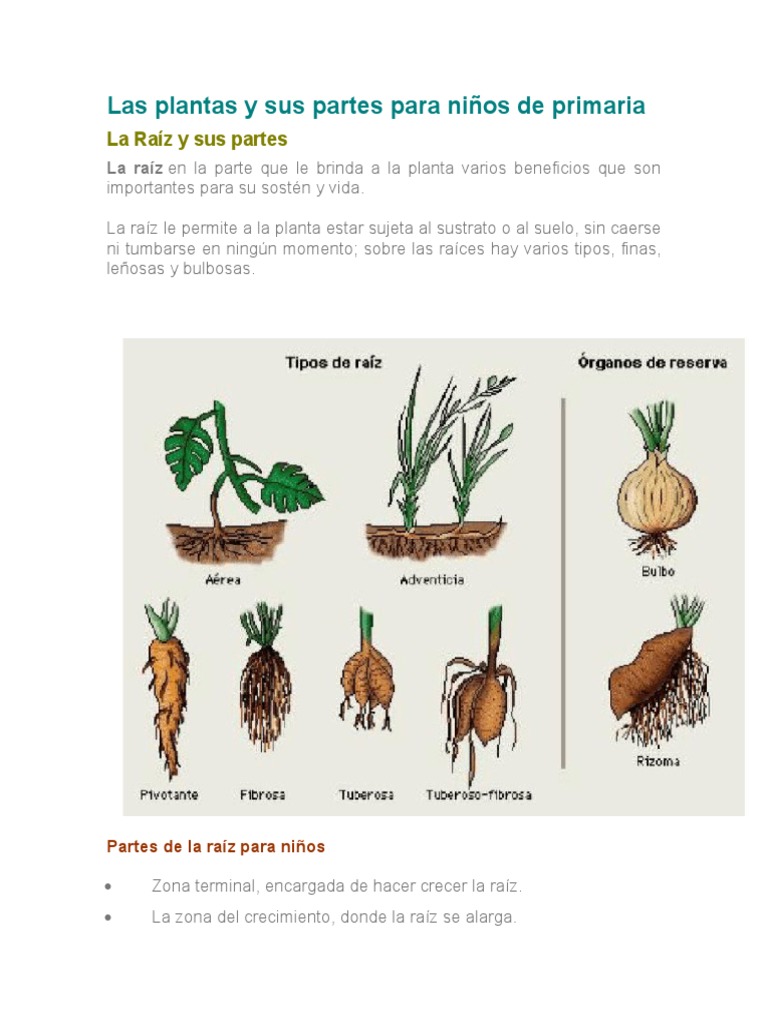 Partes de las Plantas para Niños | PDF | Flores | Tallo de la planta