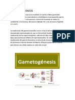 La Gametogenesis