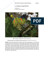Amazona amazonica - Orange-winged Parrot.pdf