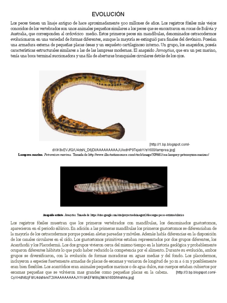 Practica Crustáceos-Guía Académica | PDF | Estómago | Crustáceo, image size:768x1024