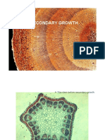 Secondary Growth