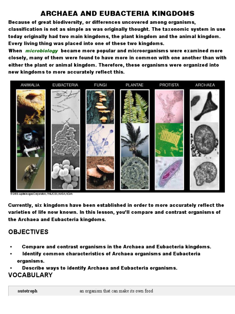 Differences Between Archaea and Eubacteria | PDF | Archaea | Bacteria