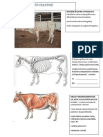 Anatomía Comparada-Vaca