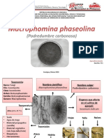 Control biológico y químico de Macrophomina phaseolina