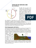 Ciclo Biogeoquimico Del Hierro