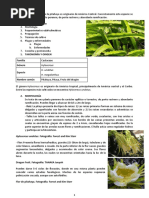 El Cultivo de La Pitahaya