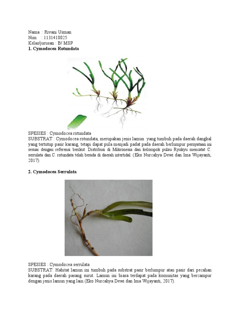 Jenis-Jenis Lamun di Indonesia | PDF