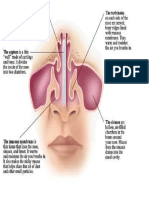 part of the nose.docx