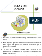 Célula - Estructura - Función - Organización - (Clase 1 Sab) PDF