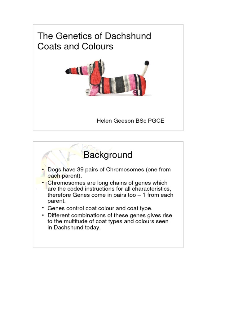 The of Dachshund Coats and Colours PDF Dachshund Domesticated Animals