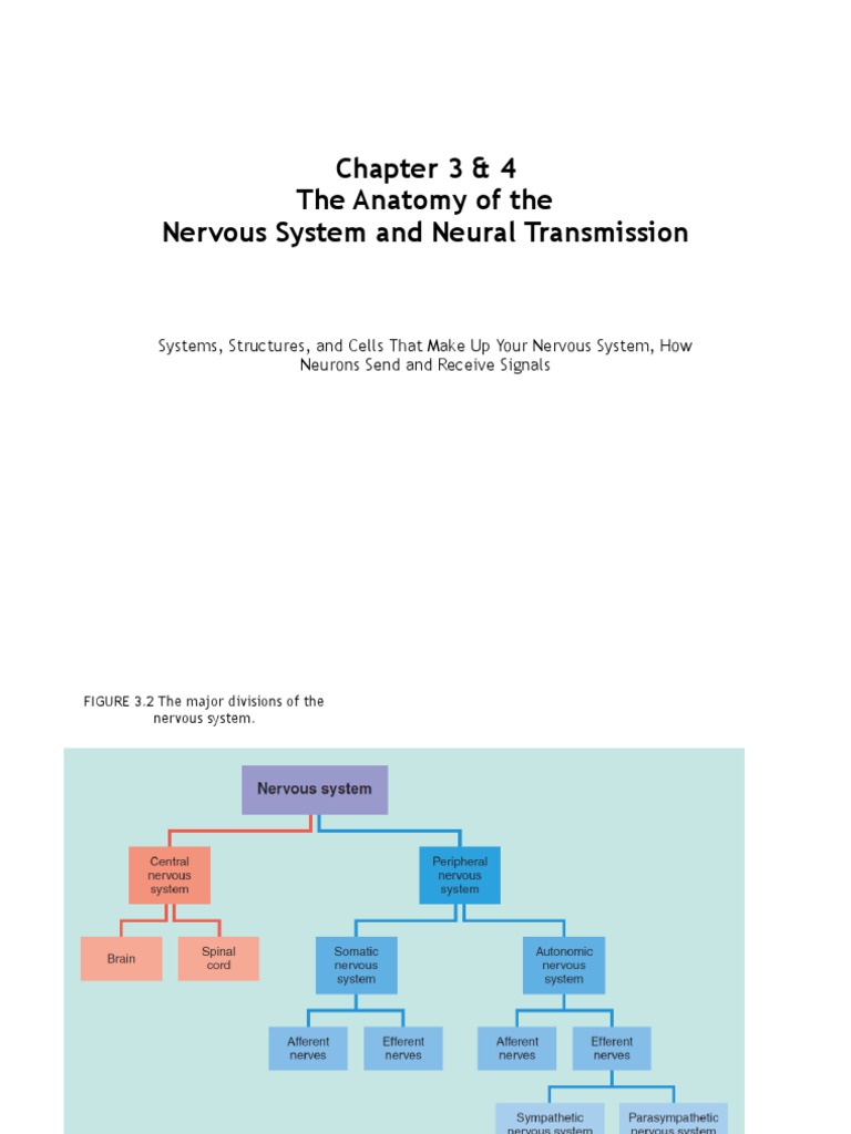 Chapter 3 & 4 The Anatomy of The Nervous System and Neural Transmission ...