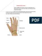 Anatomía de La Mano Humana