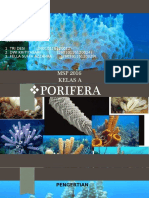 Porifera