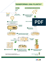 transformacion-planta