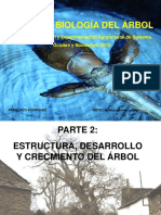 Estructura y Desarrollo Del Arbol