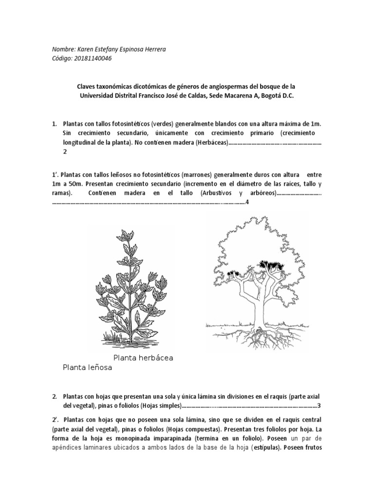 Claves Taxonómicas PDF Hoja Tallo de la planta