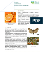 FCP Ecdytolopha Aurantiana ES Rev00 PDF