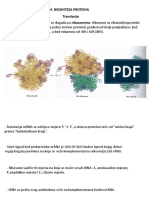 Biosinteza proteina - translacija.pdf