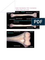 Postcranial Skeleton - Upper Appendage - Humerus Bone