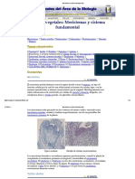 Meristemas y sistema fundamental.pdf