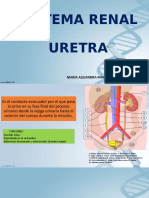 uretra anatomia.pptx
