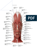 Registro Bioplastia Face